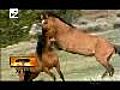 Wild Horses-1