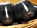 Couple Shares Home With 15 Skunks