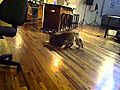 Lucy & Layla: The Dynamic Duo Pt 1- June 1,  2011