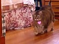 Alice,  24lbs. Cat Gets New Life