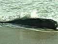 Raw video: whale found dead on Melbourne Beach