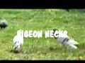 PIGEON NECKS,  (a video from Intwy).