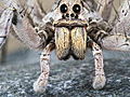 Freak Encounters: Monster Spider