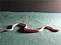 Study Shows How Snakes Slither