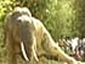 Orissa elephant tranquilised