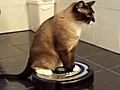 Jack - Al mio gatto piace il Roomba