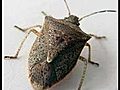 Stink Bugs Invade And Dance In Toilet - Exyi - Ex Videos