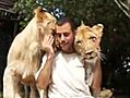 Lions Cuddle with Guy Without Eating him for Some Reason