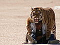 Fatal Attractions: Living With a Bengal Tiger