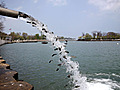 Lake Michigan gets restocked with trout and salmon