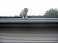 Chat abruti sur un toit