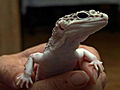Pets 101: Geckos