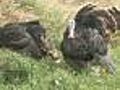 Wild Turkey Boom In Greeley