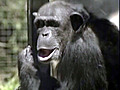 Video: Home for Retired Chimp Movie Stars