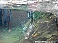 Sea Otter Back Flips For Exercise