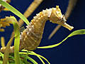 Seahorses Threatened With Extinction