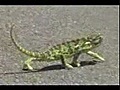 Un caméléon se prend pour un rappeur