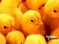 Chicken Factory