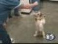 Oklahoma Prisoners Train Puppies