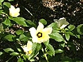 Stock Footage - Time Lapse Blooming Flowers - Camera Two (2006)