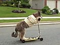 Dog Riding a Scooter