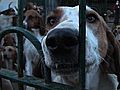 A French Hound Hunt Sniffs Controversy