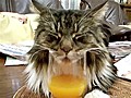 Cat Falls Asleep While Drinking Juice