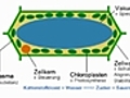 Vereinfachter Aufbau der Pflanzenzelle