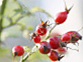 Buds of the wild rose. Close up.