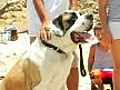 A Beach For Dogs - Planet-Pets TV 1