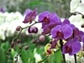 Orchidée, fleur plaisir