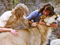 Christian the Lion