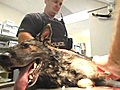 Heat exhaustion overcomes two of OPD’s K-9 unit during call