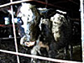 Undercover Investigation Reveals Cows Left to Suffer for Land O’Lakes.