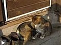 Chien et chat calin-calin