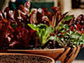 CHOW Tip: How to Grow Your Own Salad Greens