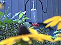 How To Make a Hummingbird Feeder