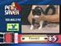 8/18 Petsaver: A cute kitten named Kendall