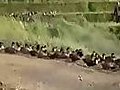 Duck downhill marathon