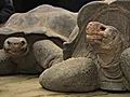 Galápagos Tortoise Move