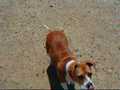 Libby at the San Mateo Dog Park