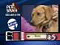 9/25 Pet Saver: Sara the dog