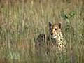 African Cats - Hunters Being Hunted Clip