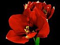 Time-lapse Of Opening Red Amaryllis Ferrari Flower 9 Stock Footage