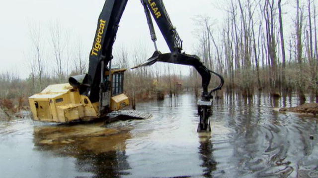 Swamp Loggers: Loggers vs Beavers