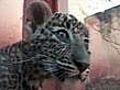 Indian man adopts leopard cub