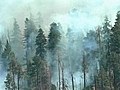 Waldbrand verwüstet eine Fläche von 1000 Quadratkilometern
