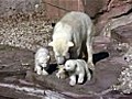 Twin polar bear cubs make zoo debut