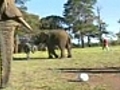 Move over World Cup stars,  these elephants know how to play soccer!