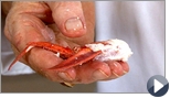 How to Crack Lobster Claws